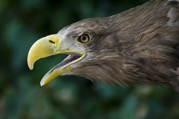 Фантастичний і справжній орел — стокове фото