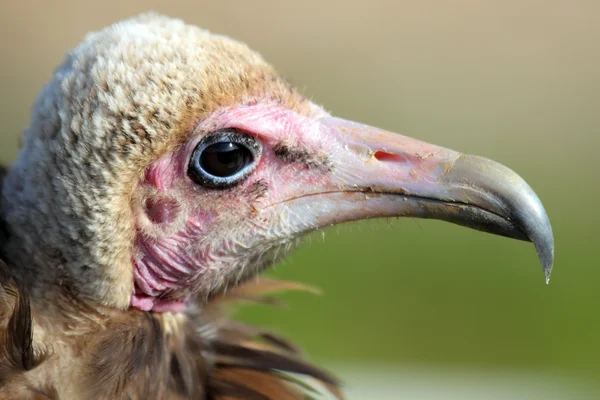 A portrait of an ugly vulture — Stock Photo, Image