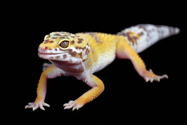 Een afbeelding voor een kleine leopard-gecko — Stockfoto