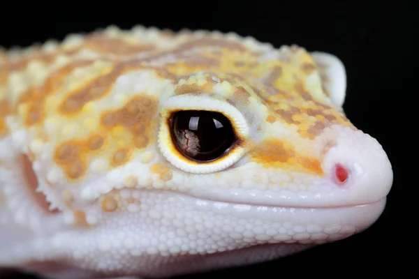 Ein Bild eines kleinen und schönen Leopardengeckos — Stockfoto