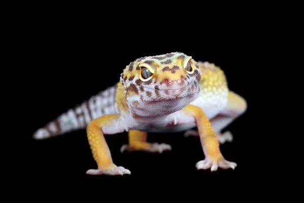 En bild av en liten och vacker leopard gecko — Stockfoto