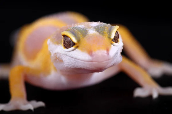 Lampart gecko eublepharis macularius — Zdjęcie stockowe
