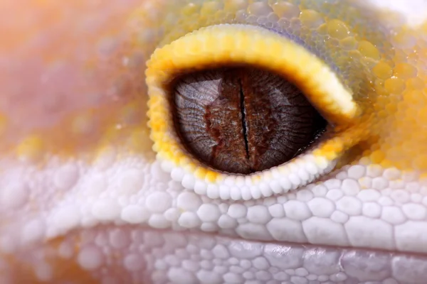 Leopardo gecko eublepharis macularius — Fotografia de Stock