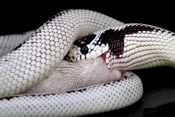 Una gran serpiente del desierto blanco y negro comiendo — Foto de Stock