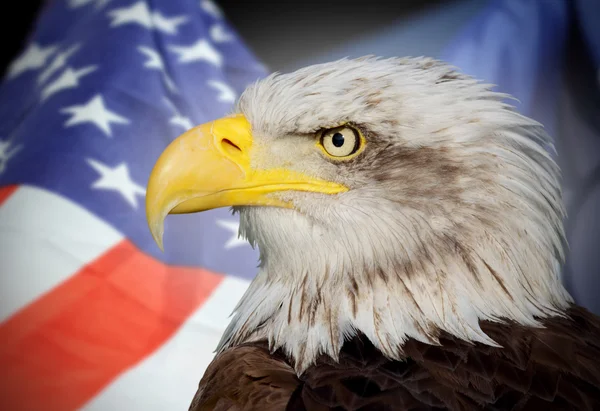 national flag of usa and a bald eagle