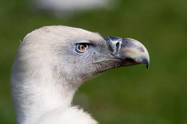 A portrait of a great vulture — Stock Photo, Image