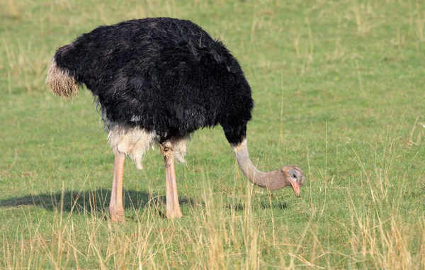 African ostrich in the savanna — Stock Photo, Image