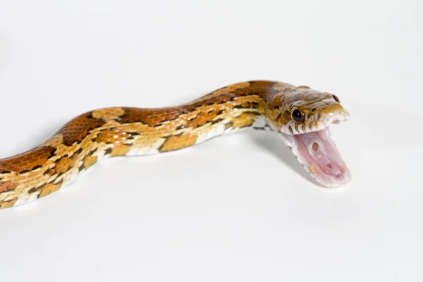 Um retrato de uma cobra bonita e grande com grandes cores — Fotografia de Stock