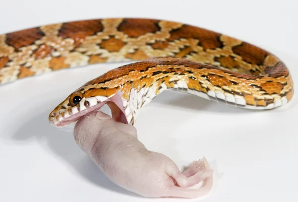 Un retrato de una bonita y gran serpiente con grandes colores —  Fotos de Stock