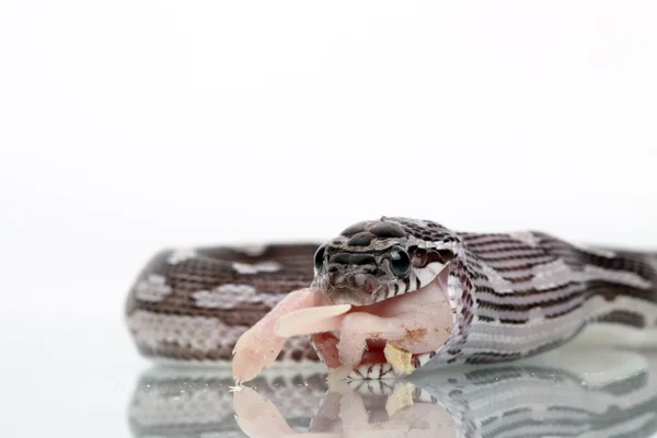 Un grand serpent mangeant une souris — Photo
