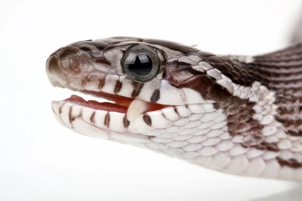 Uma grande cobra comendo um rato — Fotografia de Stock