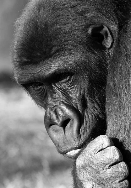 A gorilla, a great primate — Stock Photo, Image