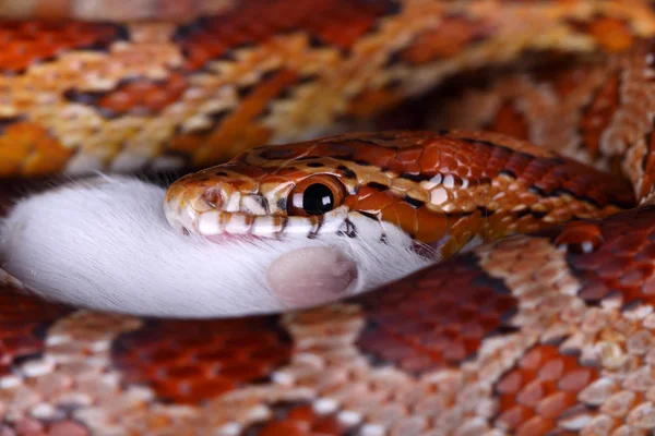 Uma grande cobra comendo um ratinho — Fotografia de Stock