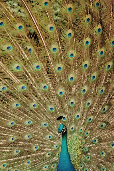 Krásný páví samec ukazující svůj barevný ocas — Stock fotografie