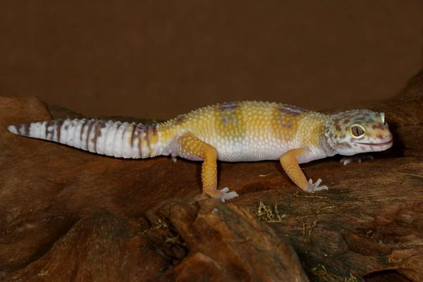 Uma foto de um pequeno leopardo gecko — Fotografia de Stock