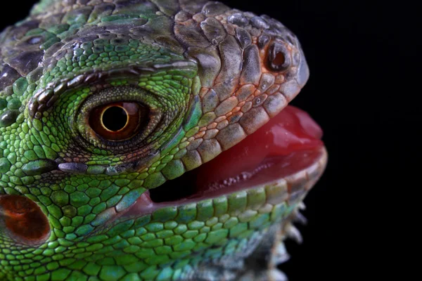Retrato de una gran y hermosa iguana verde —  Fotos de Stock