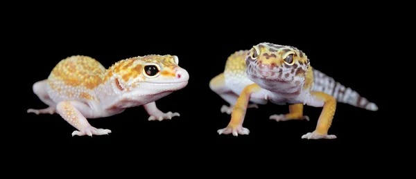 A picture of a little leopard gecko — Stock Photo, Image
