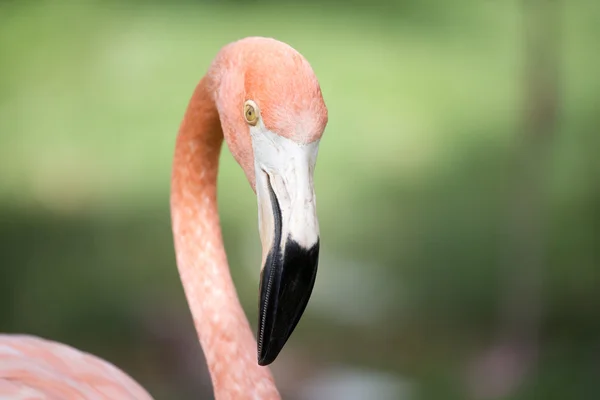 Retrato de um grande flamingo rosa — Fotografia de Stock