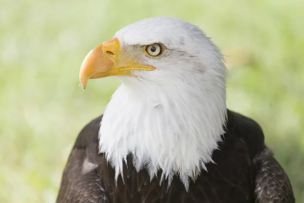 野生の白頭鷲のクローズ アップ — ストック写真