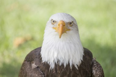 Foto van een mooi en wilde bald eagle