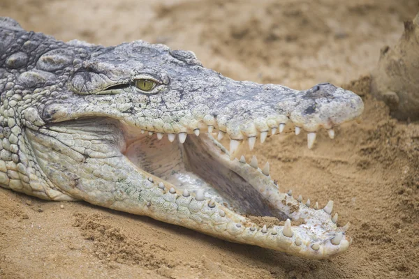 Retrato de um perigoso crocodilo do Nilo — Fotografia de Stock