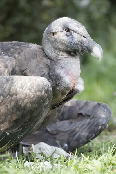 Portrait of a scavenger black vulture — Stock Photo, Image