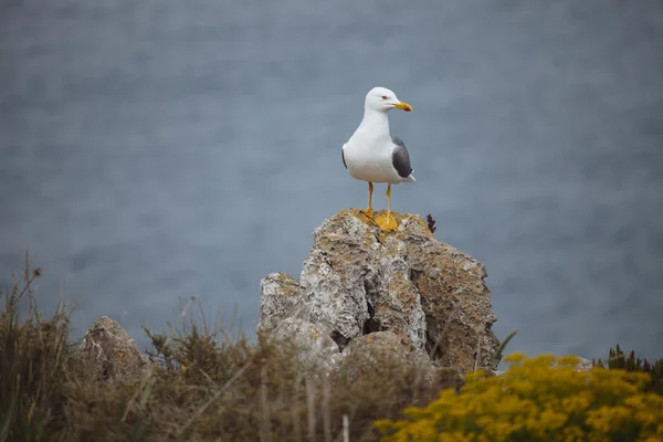 Racek stojící na skále — Stock fotografie