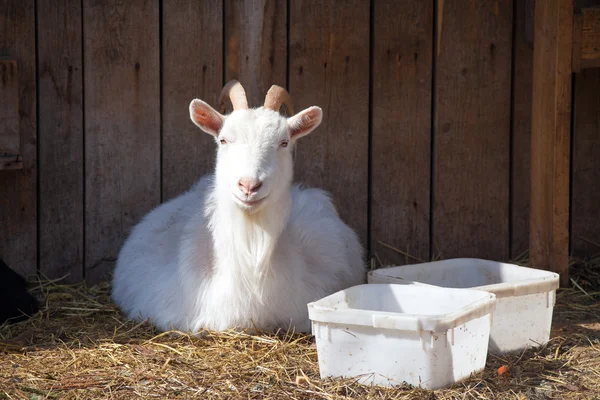 Smiling white goat — Stock Photo, Image