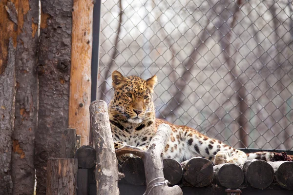Amur leopardo em um zoológico — Fotografia de Stock