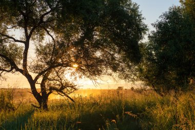 Güzel güneşli yaz sabah manzara