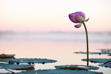 Lotus çiçeği günbatımı üzerinde