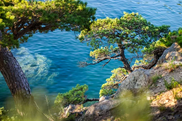 바다에서 바위에 소나무 — 스톡 사진