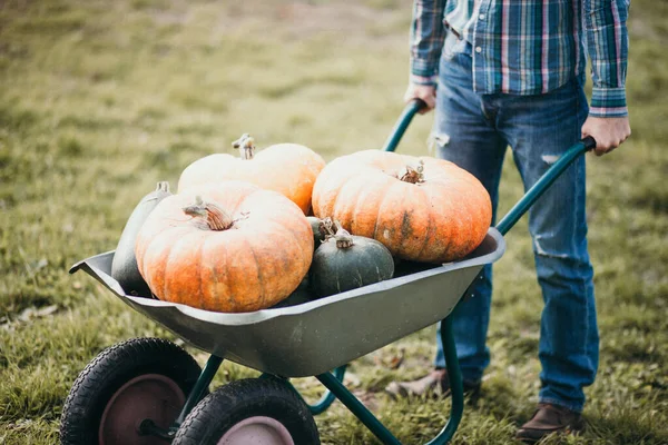 Man Big Pumpkins Wheelbarrow Retro Style Photo — Stock Photo, Image