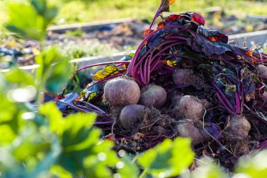 Bahçedeki bir yatakta pancar hasadı