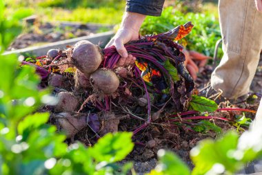 Çiftçi hasadından bir demet pancar tutuyor.