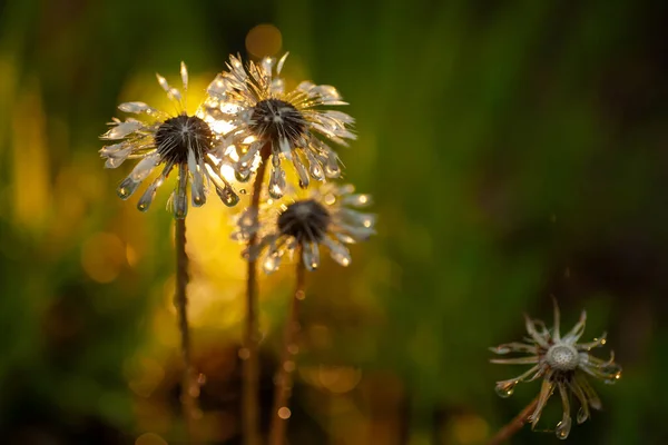 Mokry Kwiat Mniszka Lekarskiego Wieczorem Podczas Deszczu — Zdjęcie stockowe