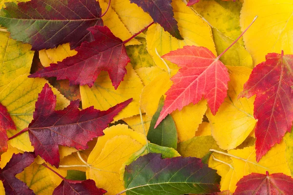 Herbstblätter Stockbild