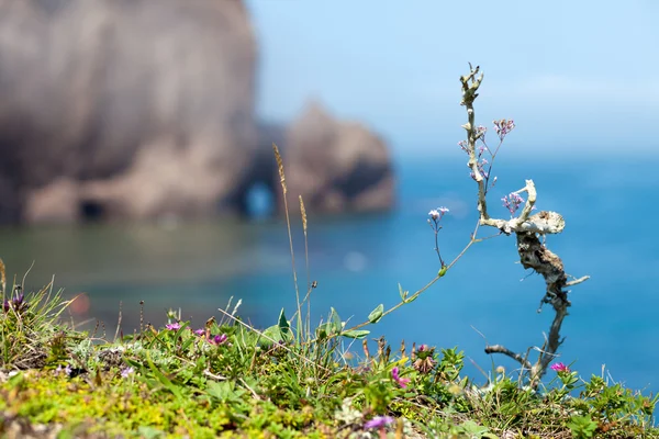 Kleiner getrockneter Zweig auf einem Felsen am Meer — Stockfoto