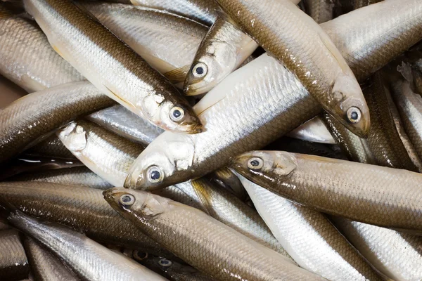 Fresh fish smelt — Stock Photo, Image