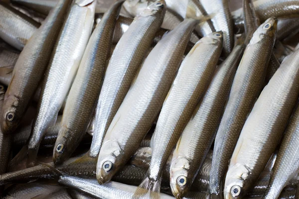 Čerstvé ryby tavit — Stock fotografie