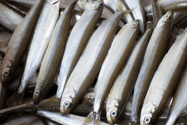 Fresh fish smelt — Stock Photo, Image