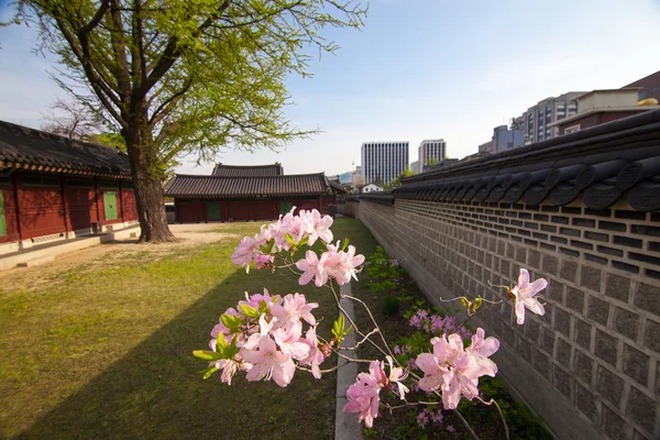 Rhododendron branch in Changdeokgung Palace in Seoul, Korea. — Stock Photo, Image