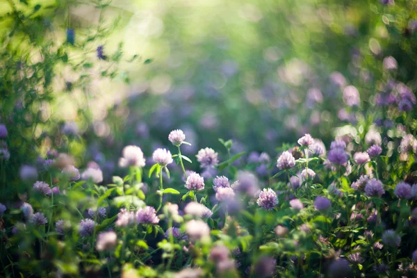Blooming clovers shot with soft focus lens
