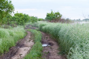 Toprak yol ve çevresinde yüksek çimen