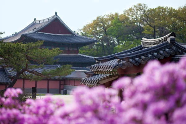 Rhododendron blooming in Changdeokgung Palace in Seoul, Korea — Stock Photo, Image