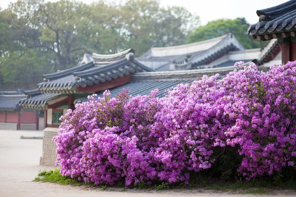 Rhododendron blooming in Changdeokgung Palace in Seoul, Korea — Stock Photo, Image