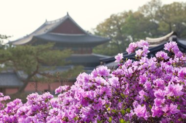 Seul'deki Changdeokgung Sarayı'nda açan Rhododendron, Kore