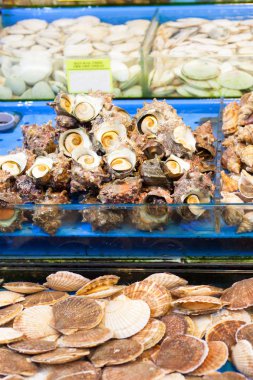 Deniz salyangozları ve tarak balık Market