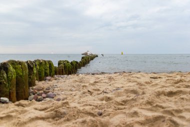 Denizdeki ahşap bir duvarda martılar