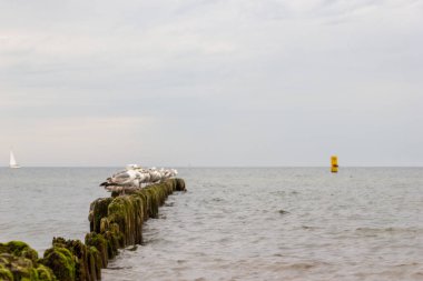 Denizdeki ahşap bir duvarda martılar